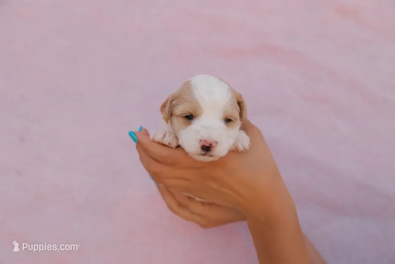 Max  – Miniature Aussiedoodle puppy for sale in Saint David, AZ