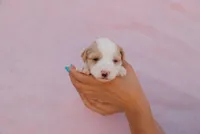Max , a male Miniature Aussiedoodle for sale in Saint David, AZ – 1 of 7