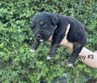 Cooper, a male Miniature Aussiedoodle for sale in Saint David, AZ – 2 of 3