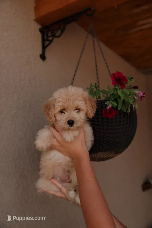 Goldie  – Miniature Aussiedoodle puppy for sale in Saint David, AZ