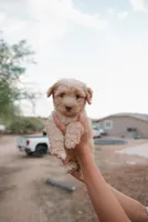 Teddy, a male Miniature Aussiedoodle for sale in Saint David, AZ – 1 of 9