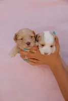 Teddy, a male Miniature Aussiedoodle for sale in Saint David, AZ – 2 of 10