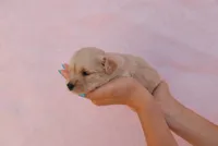 Goldie, a female Miniature Aussiedoodle for sale in Saint David, AZ – 7 of 9