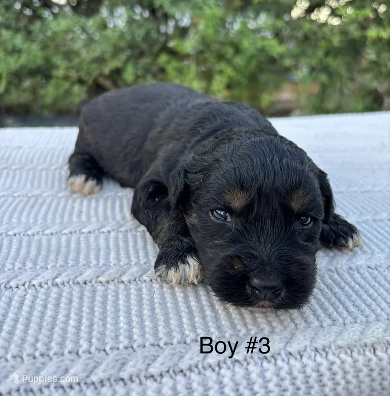 Cooper – Miniature Aussiedoodle puppy for sale in Saint David, AZ