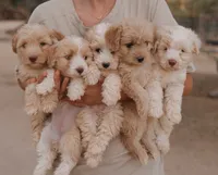 Goldie , a female Miniature Aussiedoodle for sale in Saint David, AZ – 8 of 9