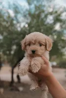 Goldie , a female Miniature Aussiedoodle for sale in Saint David, AZ – 3 of 9