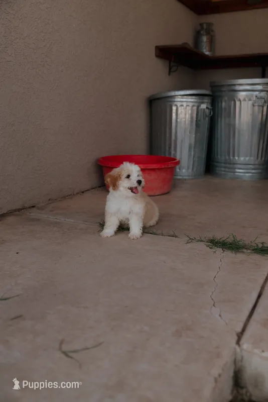 Max  – Miniature Aussiedoodle puppy for sale in Saint David, AZ