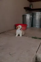 Max , a male Miniature Aussiedoodle for sale in Saint David, AZ – 1 of 10