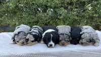 Cooper, a male Miniature Aussiedoodle for sale in Saint David, AZ – 3 of 3