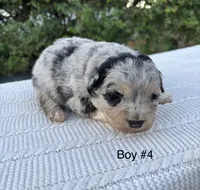 Charlie, a male Miniature Aussiedoodle for sale in Saint David, AZ – 3 of 3