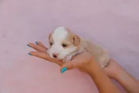 Max , a male Miniature Aussiedoodle for sale in Saint David, AZ – 5 of 7
