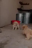 Goldie , a female Miniature Aussiedoodle for sale in Saint David, AZ – 9 of 9