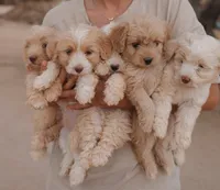 Max , a male Miniature Aussiedoodle for sale in Saint David, AZ – 7 of 10