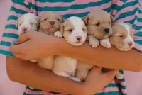 Teddy, a male Miniature Aussiedoodle for sale in Saint David, AZ – 9 of 10