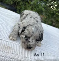 Archie, a male Miniature Aussiedoodle for sale in Saint David, AZ – 2 of 2