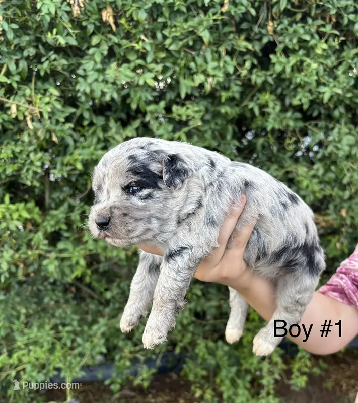 Archie – Miniature Aussiedoodle puppy for sale in Saint David, AZ