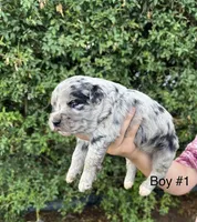 Archie, a male Miniature Aussiedoodle for sale in Saint David, AZ – 1 of 2