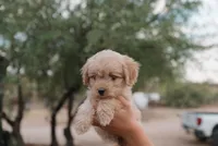 Goldie , a female Miniature Aussiedoodle for sale in Saint David, AZ – 7 of 9