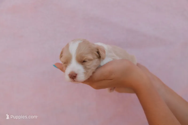 Nala  – Miniature Aussiedoodle puppy for sale in Saint David, AZ