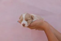 Nala , a female Miniature Aussiedoodle for sale in Saint David, AZ – 1 of 9