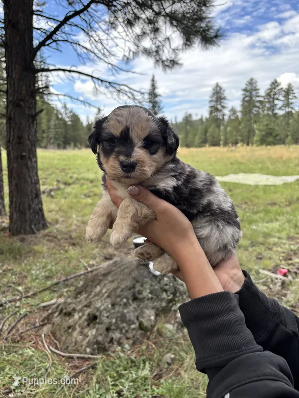 Buck – Miniature Aussiedoodle puppy for sale in Saint David, AZ