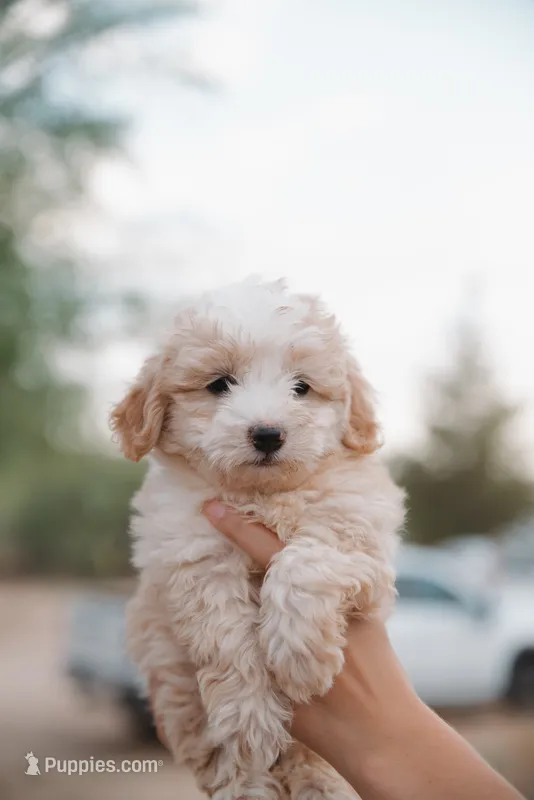 Max  – Miniature Aussiedoodle puppy for sale in Saint David, AZ