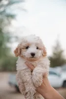 Max , a male Miniature Aussiedoodle for sale in Saint David, AZ – 1 of 10