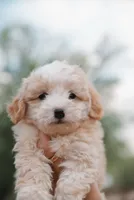 Max , a male Miniature Aussiedoodle for sale in Saint David, AZ – 10 of 10