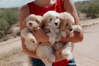 Goldie , a female Miniature Aussiedoodle for sale in Saint David, AZ – 6 of 9