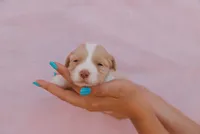 Nala , a female Miniature Aussiedoodle for sale in Saint David, AZ – 7 of 9