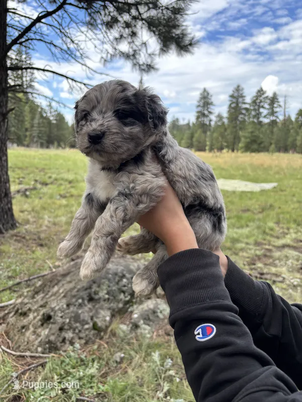 Archie – Miniature Aussiedoodle puppy for sale in Saint David, AZ