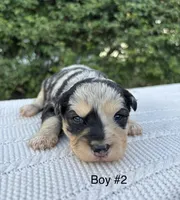 Buck, a male Miniature Aussiedoodle for sale in Saint David, AZ – 2 of 3