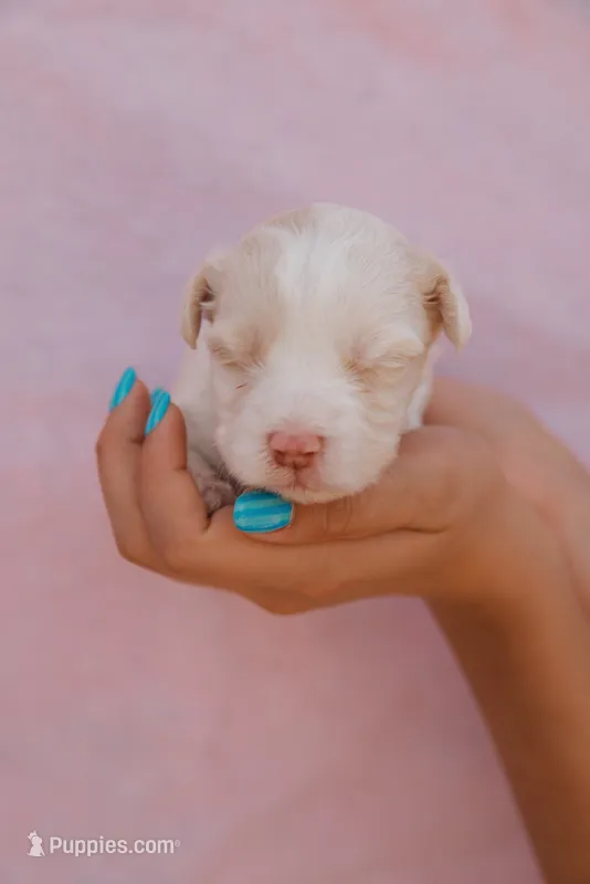 Cotton – Miniature Aussiedoodle puppy for sale in Saint David, AZ