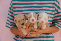 Nala , a female Miniature Aussiedoodle for sale in Saint David, AZ – 6 of 9