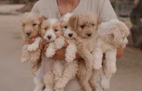Goldie, a female Miniature Aussiedoodle for sale in Saint David, AZ – 10 of 10