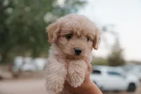 Goldie , a female Miniature Aussiedoodle for sale in Saint David, AZ – 4 of 9