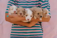 Cotton, a female Miniature Aussiedoodle for sale in Saint David, AZ – 4 of 8