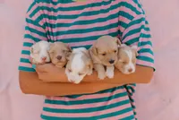 Cotton, a female Miniature Aussiedoodle for sale in Saint David, AZ – 2 of 8