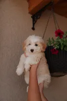 Max , a male Miniature Aussiedoodle for sale in Saint David, AZ – 2 of 10