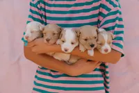 Cotton, a female Miniature Aussiedoodle for sale in Saint David, AZ – 5 of 8