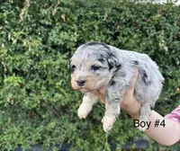 Charlie, a male Miniature Aussiedoodle for sale in Saint David, AZ – 1 of 3