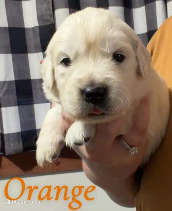 Orange, a male English Cream Golden Retriever for sale in Hartford, WI – 1 of 3