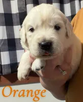 Orange, a male English Cream Golden Retriever for sale in Hartford, WI – 1 of 3