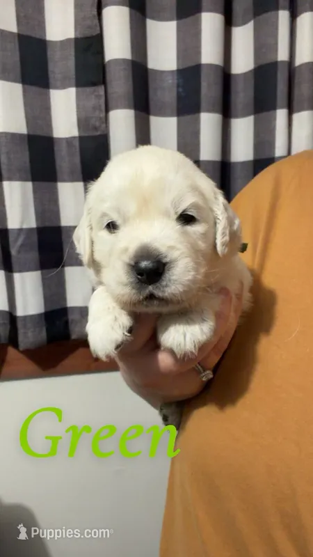 Green, a male English Cream Golden Retriever for sale in Hartford, WI – 1 of 3