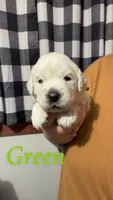 Green, a male English Cream Golden Retriever for sale in Hartford, WI – 1 of 3