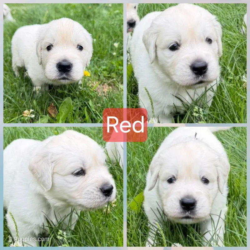 Red – English Cream Golden Retriever puppy for sale in Hartford, WI