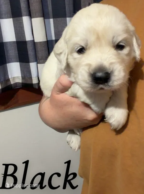 Black – English Cream Golden Retriever puppy for sale in Hartford, WI