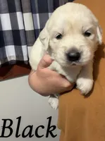 Black, a male English Cream Golden Retriever for sale in Hartford, WI – 1 of 3