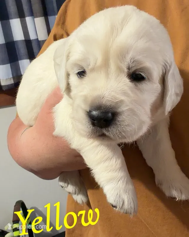Yellow, a male English Cream Golden Retriever for sale in Hartford, WI – 1 of 3