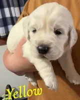 Yellow, a male English Cream Golden Retriever for sale in Hartford, WI – 1 of 3
